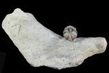 Beautiful Enrolled Acernaspis Trilobite - Quebec #26439-2